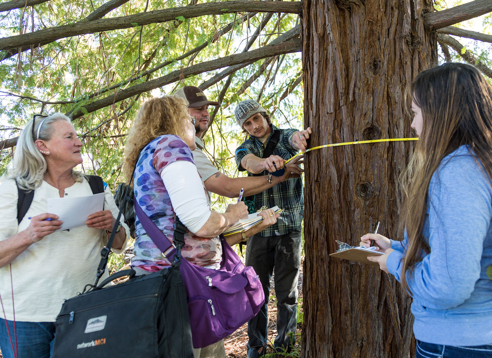 Five students measure the circumference of a redwood tree.