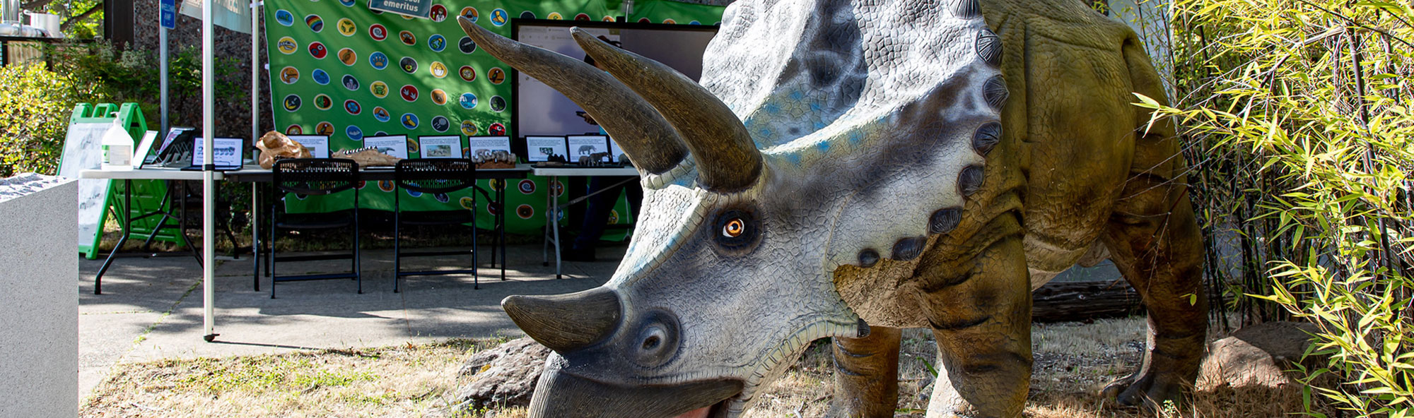 Triceratops in front of tent for Dino day 2022.